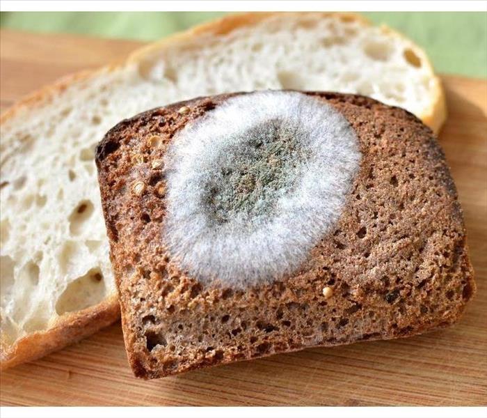 Bread with mold