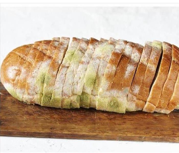 Mold growth on bread